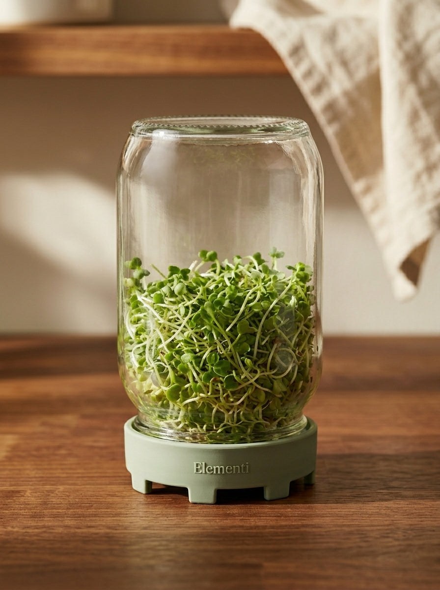Sprouting jar with developing leaves.